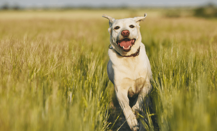 Considerações finais sobre os códigos QR de identificação de cães